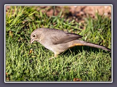 Canyon Towhee - Braunrücken Grundammer