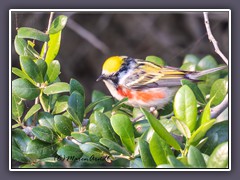 Chestnut Sided Warbler - Gelbscheitel Waldsänger