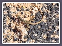 Common Checkered Whiptail - karierter Peitschenschwanz - Palo Duro Canyon Statepark