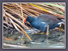 Common Gallinule - Gallinula-galeata Amerika Teichralle