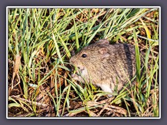 Cotton Rat - Leonabelle Turnbull Birding Center