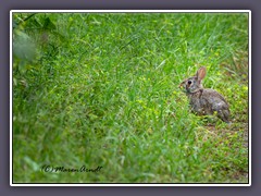 Cottontail Rabbit