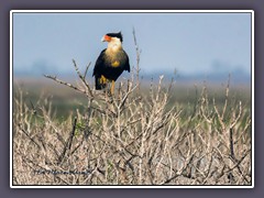 Crested Caracara - Caracara plancus