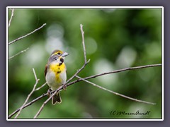 Dickcissel