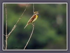 Dickcissel - Rotschulter Kardinal