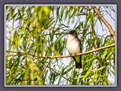 Eastern Kingbird - Schiefrücken Tyrann