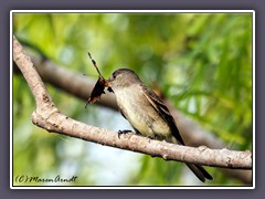 Eastern Wood Pewee