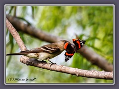 Eastern Wood Pewee mit Beute