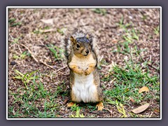 Fox Squirrel in Austin - Texas häufigste Squirrel Art