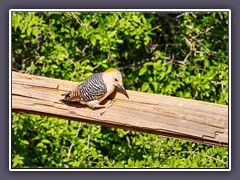 Golden Fronted Woodpecker - Goldstirnspecht