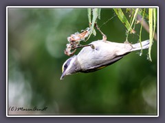 Golden Winged Warbler