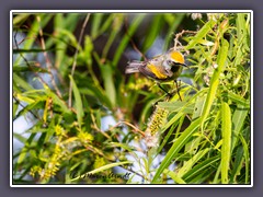 Golden Winged Warbler - Goldflügel Waldsänger