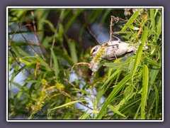 Goldflügel Waldsänger - Golden Winged Warbler