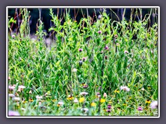 Gray Vireo - Common Ford Ranch