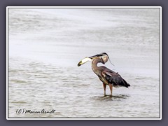 Great Blue Heron - Kanadareiher