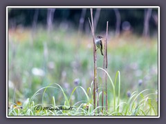 Grey Vireo - Zwergschnäpper