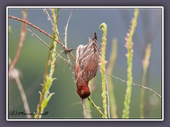 House Finch - Common Ford Ranch Prärie