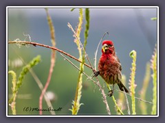 House Finch - Hausgimpel