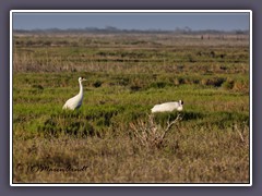 Im Aransas National Wildlife Refuge