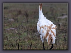 Junger Whooping Crane