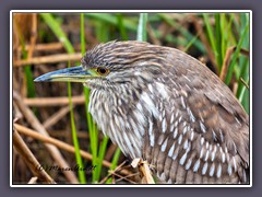 Juvenile Night Heron - junger Nachtreiher