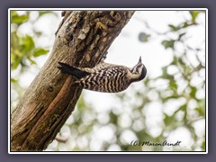 Ladder Backed Woodpecker -Texasspecht