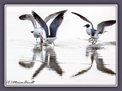 Laughing Gull - Aztekenmöwe