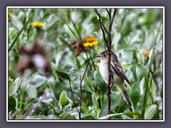 Least  Flycatcher - Zwergfliegenschnäpper