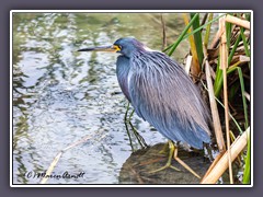 Little Blue Heron -Egretta caerule- Blaureiher