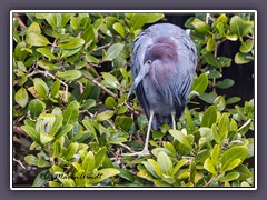 Little Blue Heron im Brutkleid