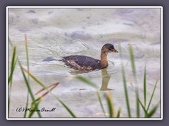 Little Grebe - Zwergtaucher -Tachybaptus ruficollis