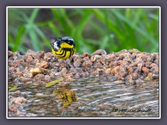 Magnolia Warbler - Magnolien Waldsänger