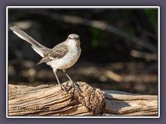 Mockingbird - Spottdrossel