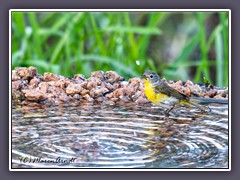 Nashville Warbler - Rubinfleck Waldsänger