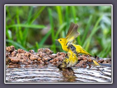 Nashville Warbler and Yellow Warbler