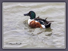 Northern Shoveler - Spatula clypeata - Löffelente