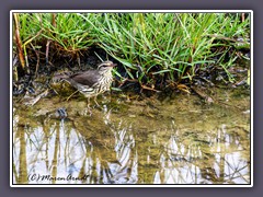 Northern Water Trush - Drosselwaldsänger