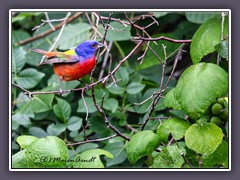 Painted Bunting