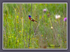 Painted Bunting  - renaturierte Prärie - Common Ford Ranch