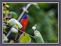 Painted Bunting - Common Ford Ranch 