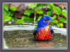 Painted Bunting - Papstfink