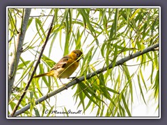 Pine Warbler - Kiefernwaldsänger