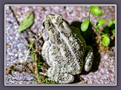 Poetry Nature - Woodhouse Toad - Anaxyrus woodhousii