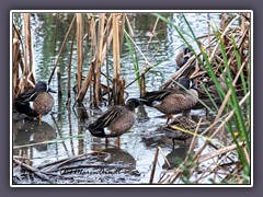 Port Aransas -  Leonabelle Turnbull Birding Center - Northern Pintail Weibchen