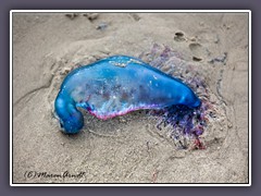 Portugisische Galeere am Strand von Port Aransas