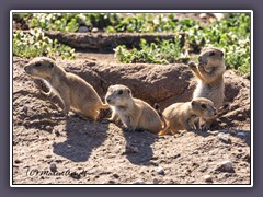 Prairiedog Kids