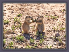 Prairiedog Town in Lubbock