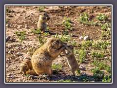 Prairiedogs in Lubbock's  Prairie Dog Town