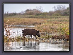 Razorback - Port Aransas - verwildertes Wildschwein und Hausschwein Hybrid