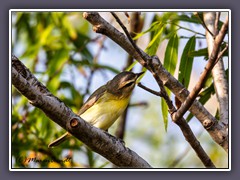 Red Eyed Vireo - Rotaugenvireo